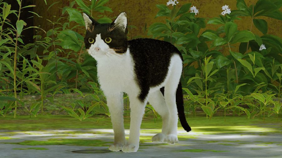 Stray Mods Best：カスタムの猫の皮の1つ、特にWhenBearsReignsの黒と白の猫のマロを見ることができます